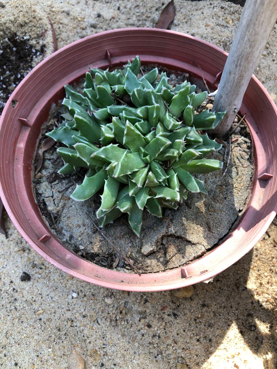 Faucaria bosscheana