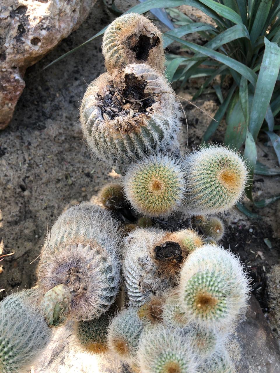 Parodia leninghausii