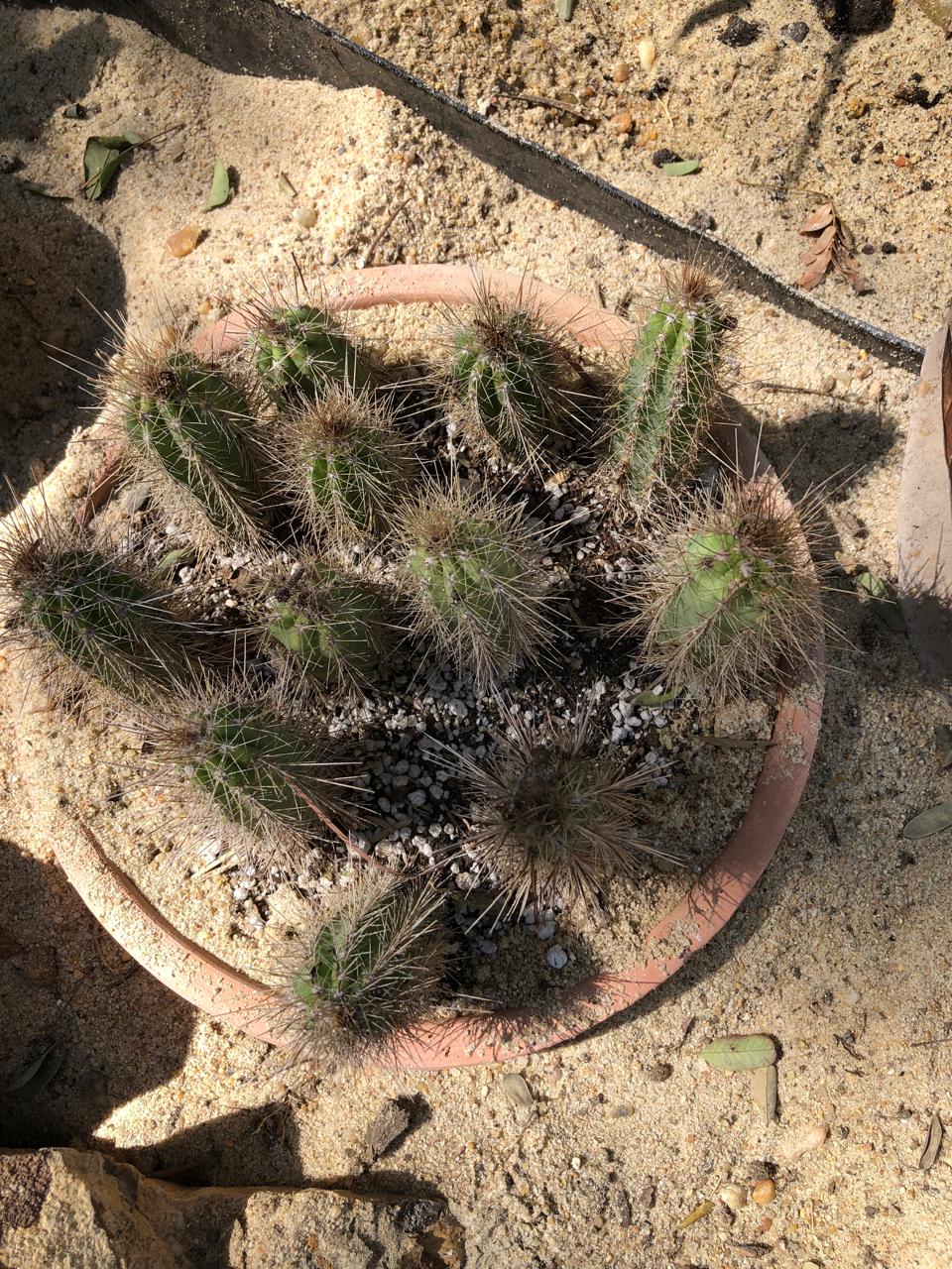 Echinocereus coccineus