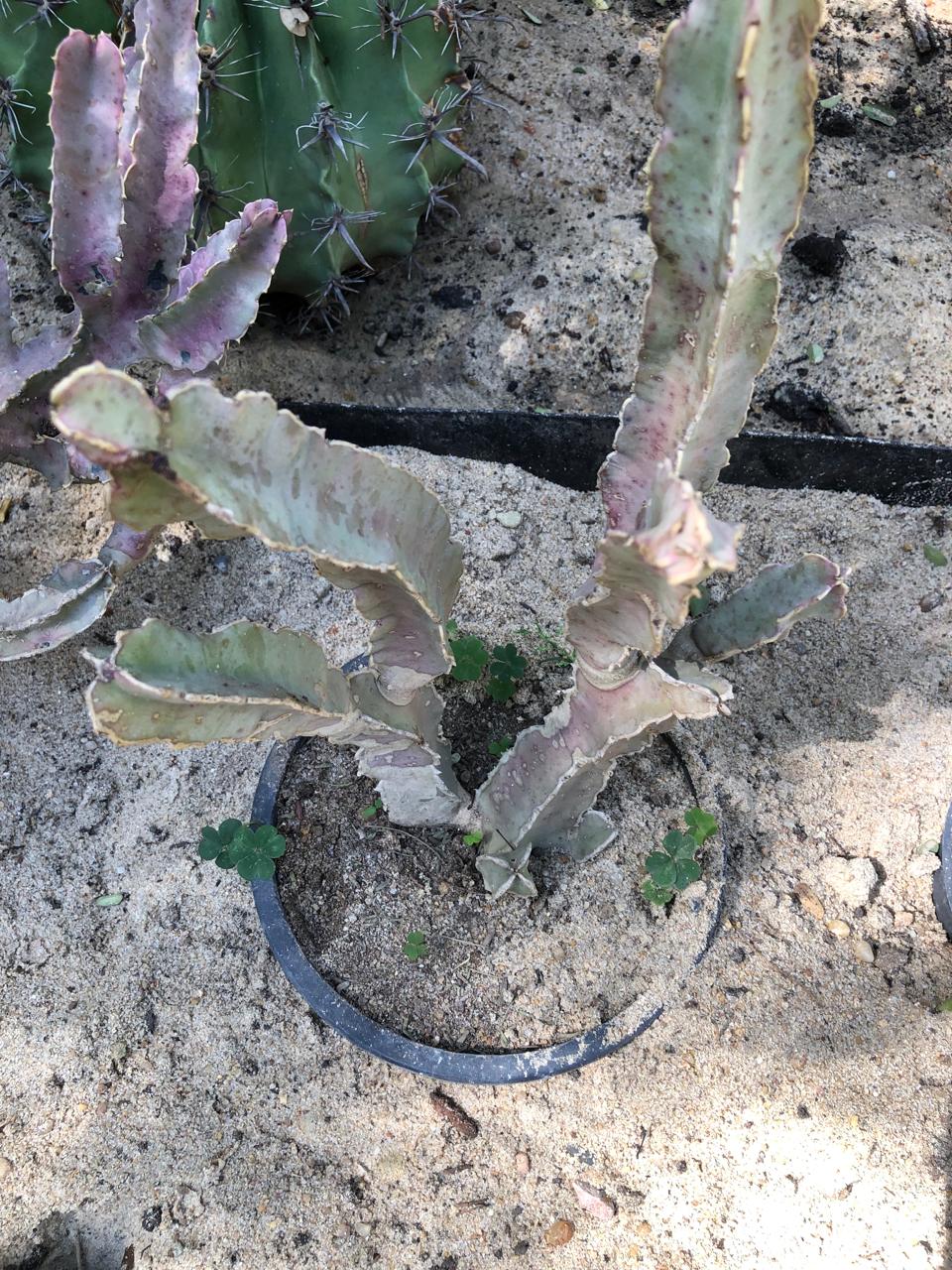 Caralluma acutangula