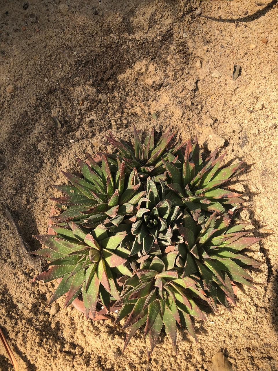 Haworthiopsis attenuata