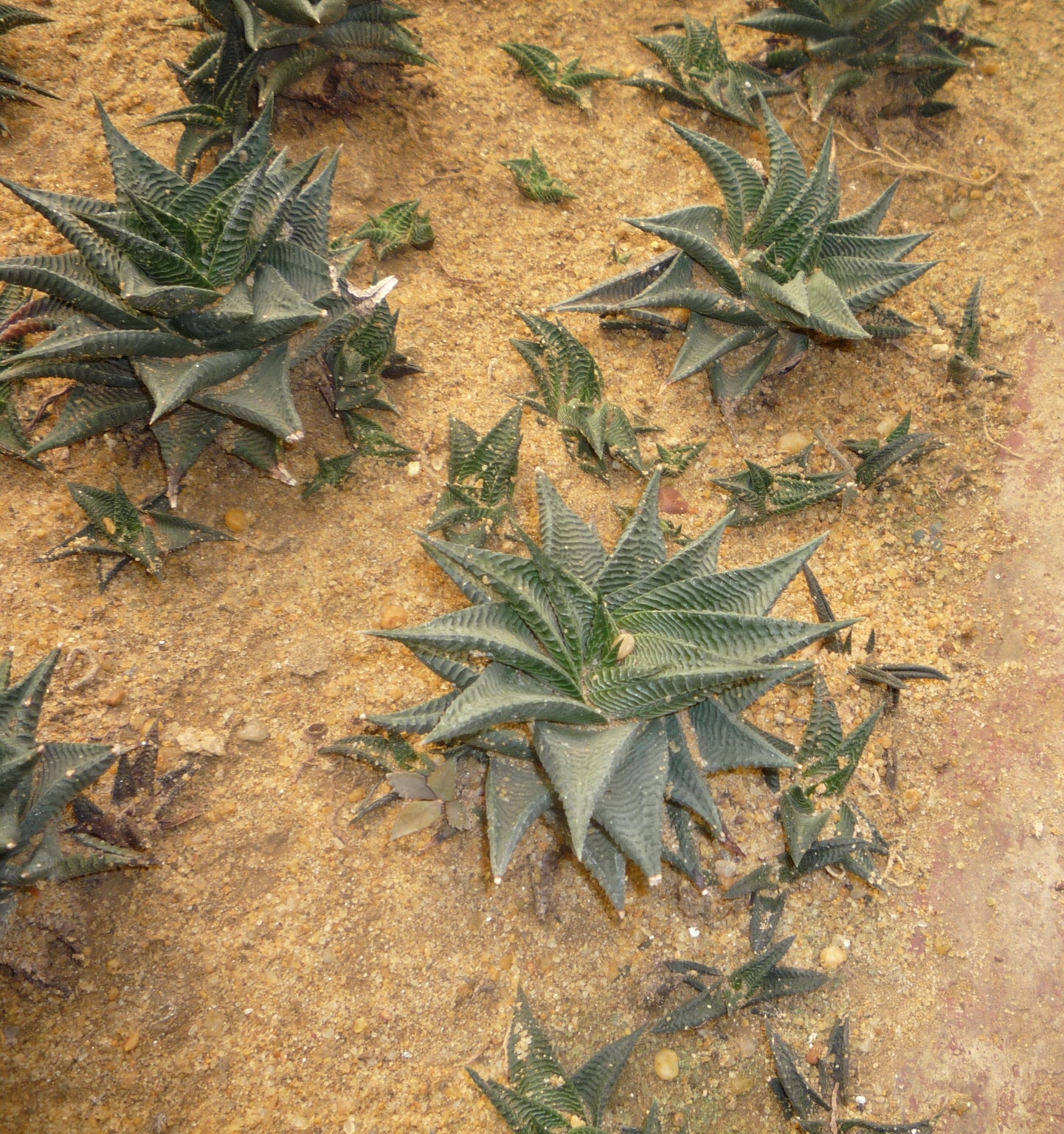 Haworthiopsis limifolia