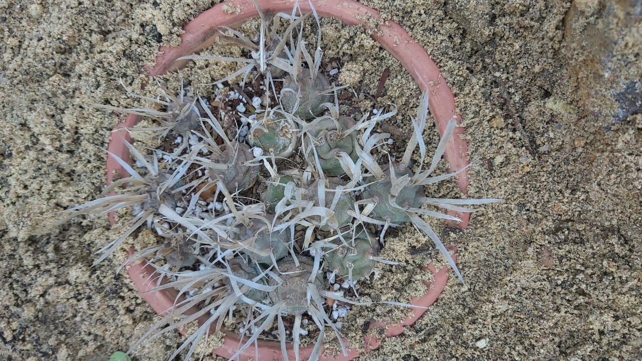 Tephrocactus articulatus