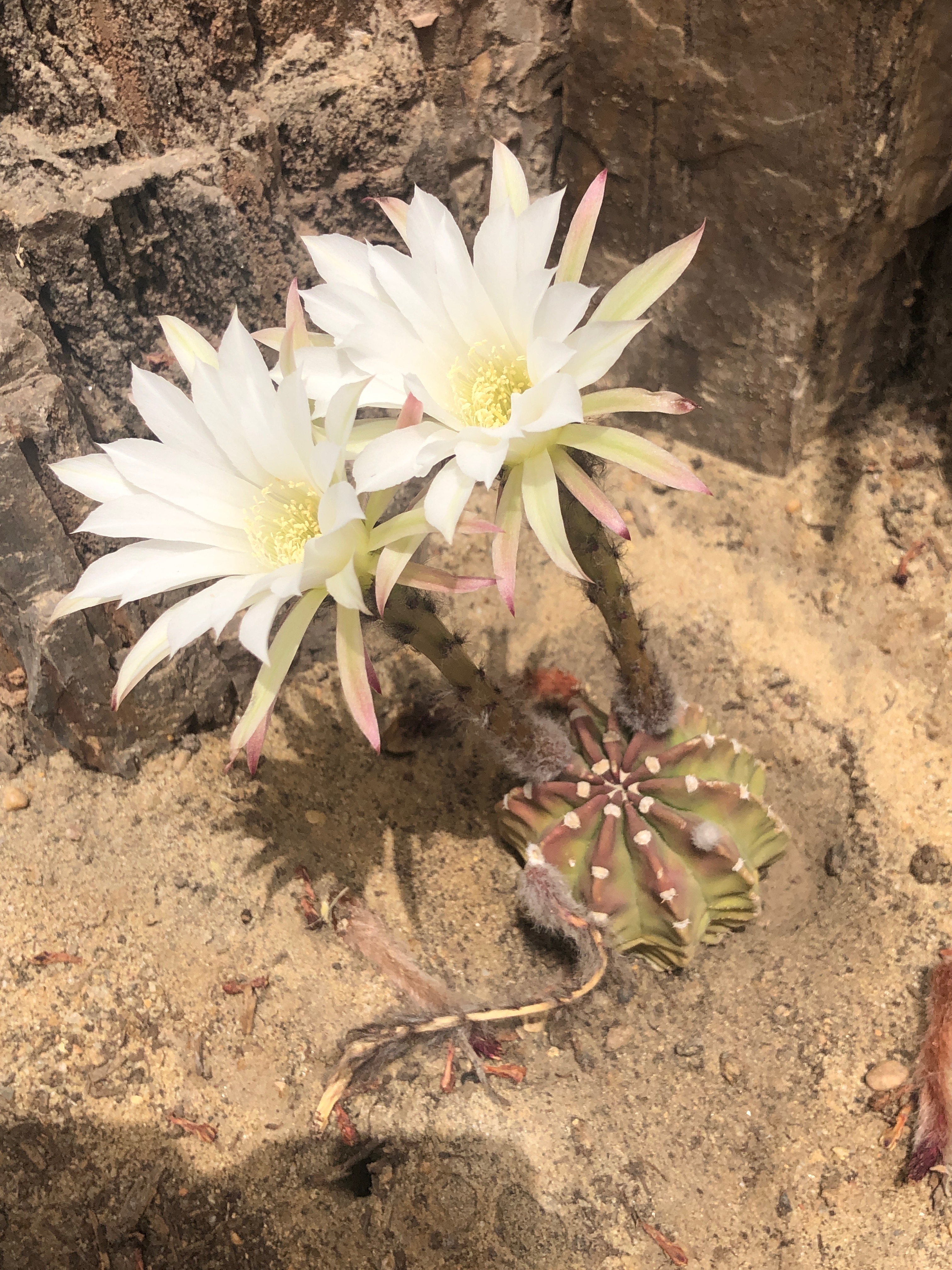 Echinopsis subdenudata