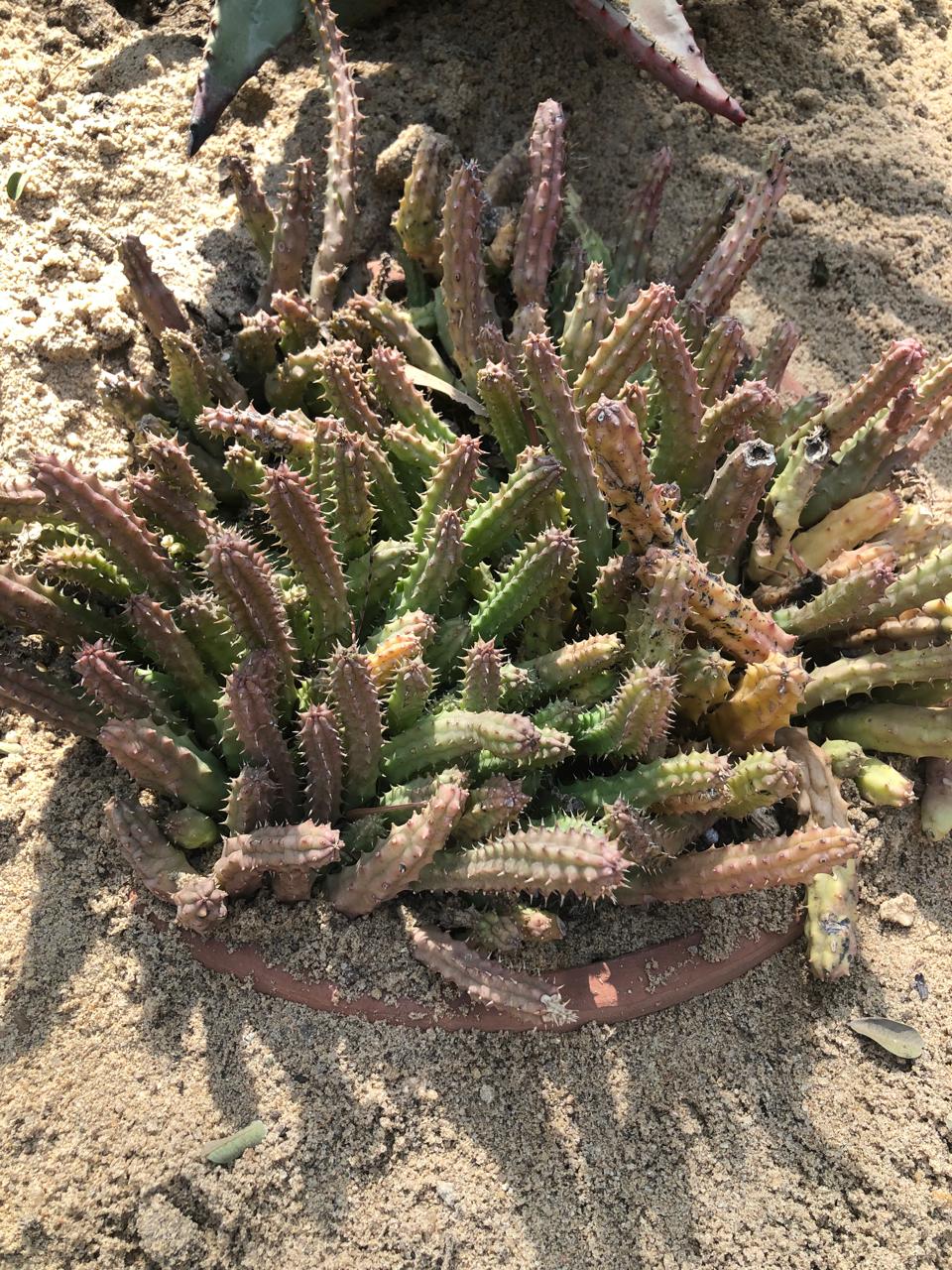 Huernia macrocarpa