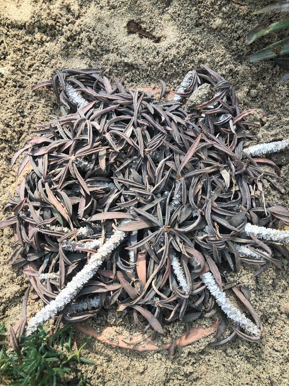 Euphorbia cylindrifolia