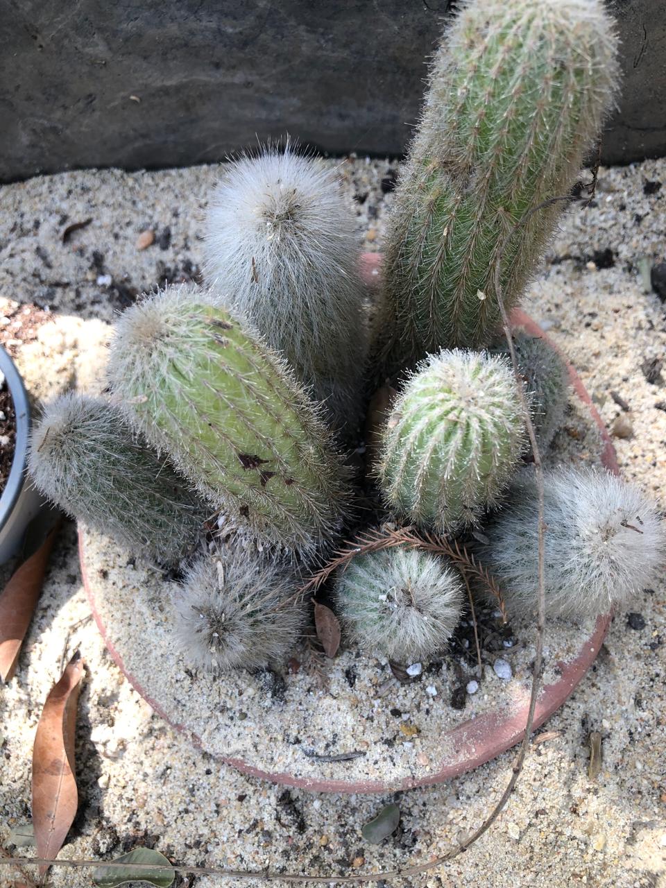 Echinocereus stoloniferus