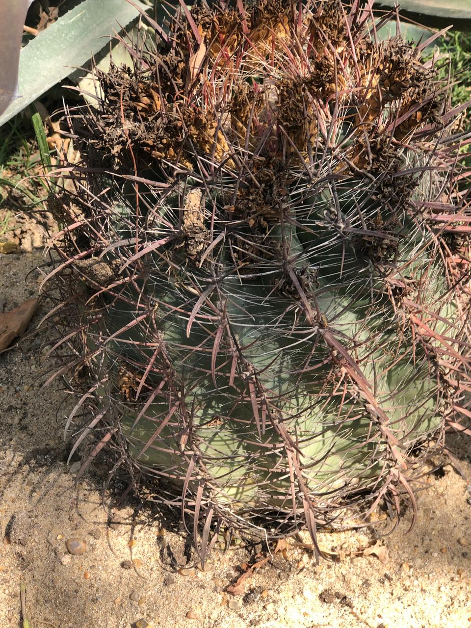Ferocactus cylindraceus