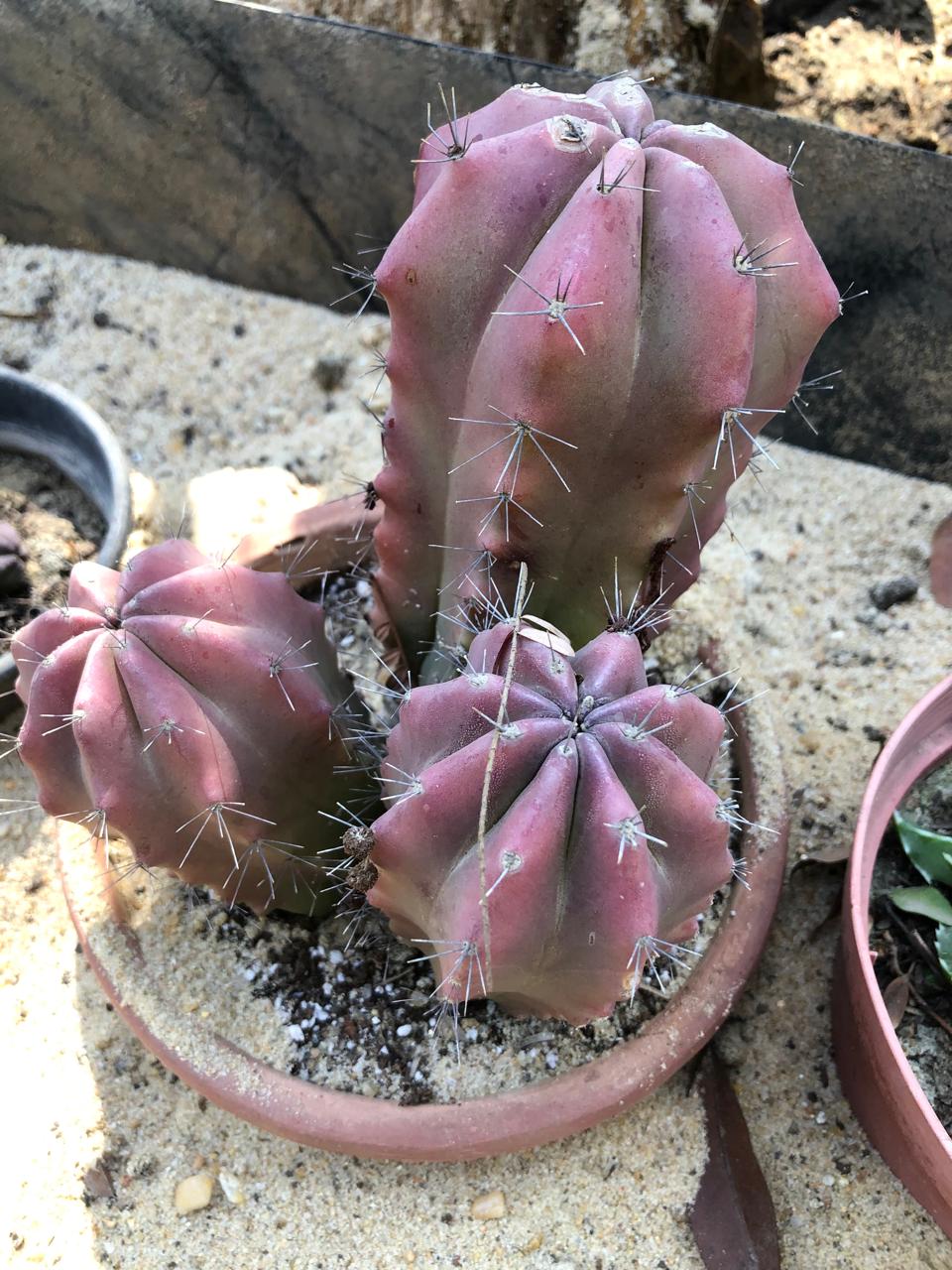 Myrtillocactus geometrizans