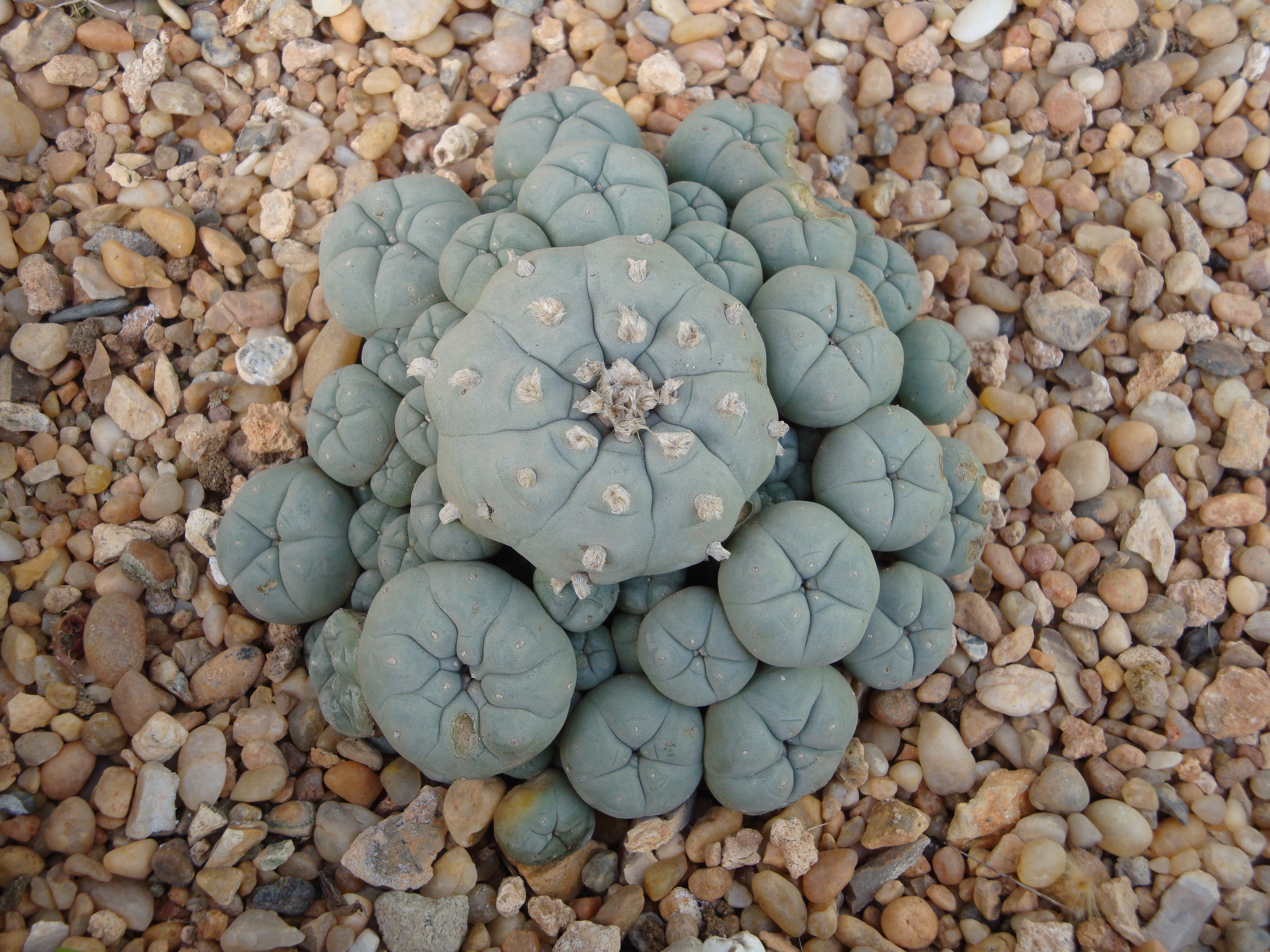 Lophophora williamsii
