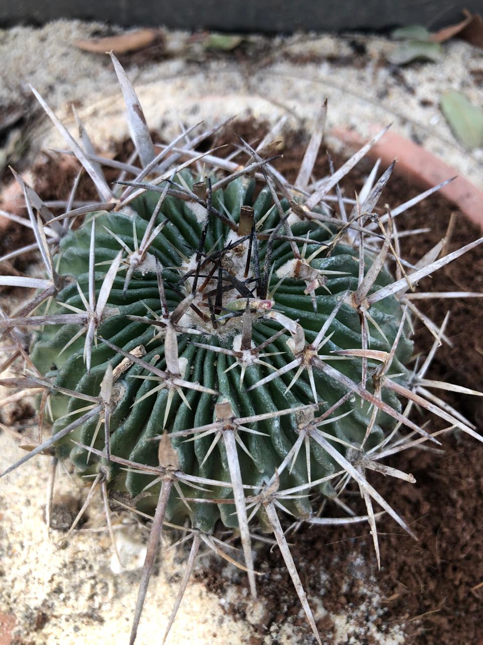 Stenocactus multicostatus