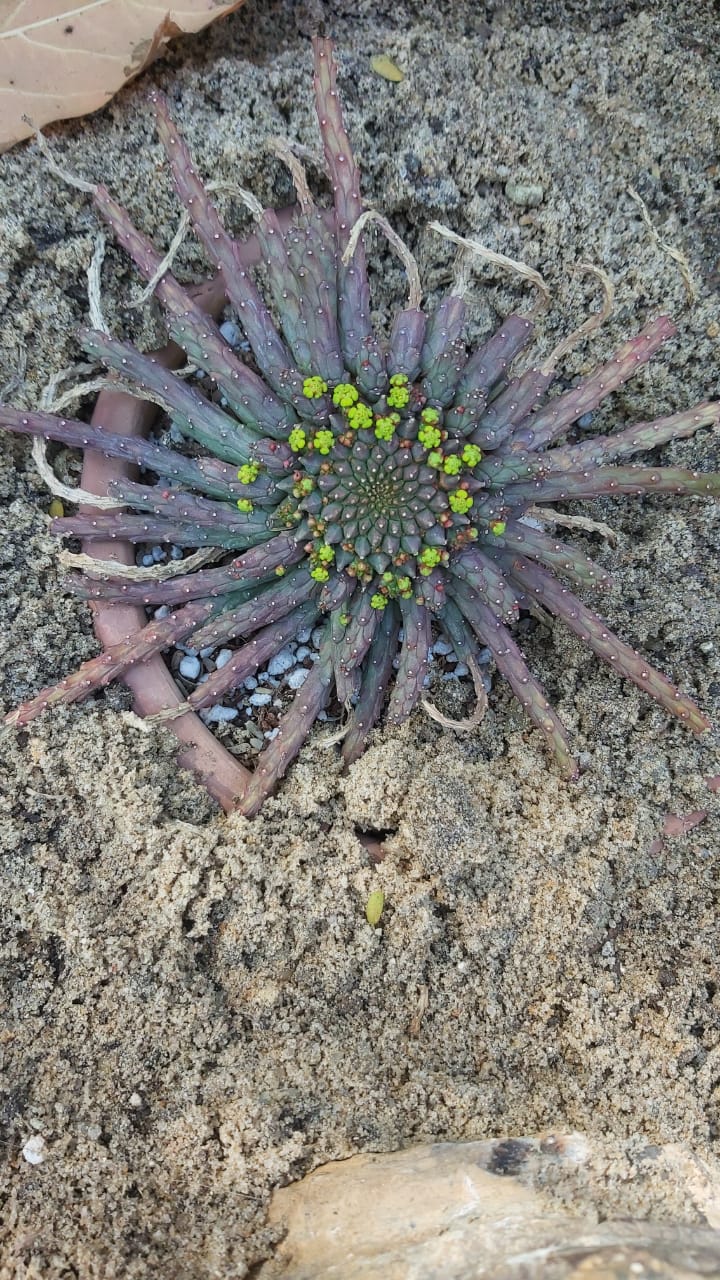 Euphorbia caput-medusae
