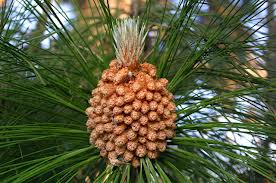 pinus roxburghii