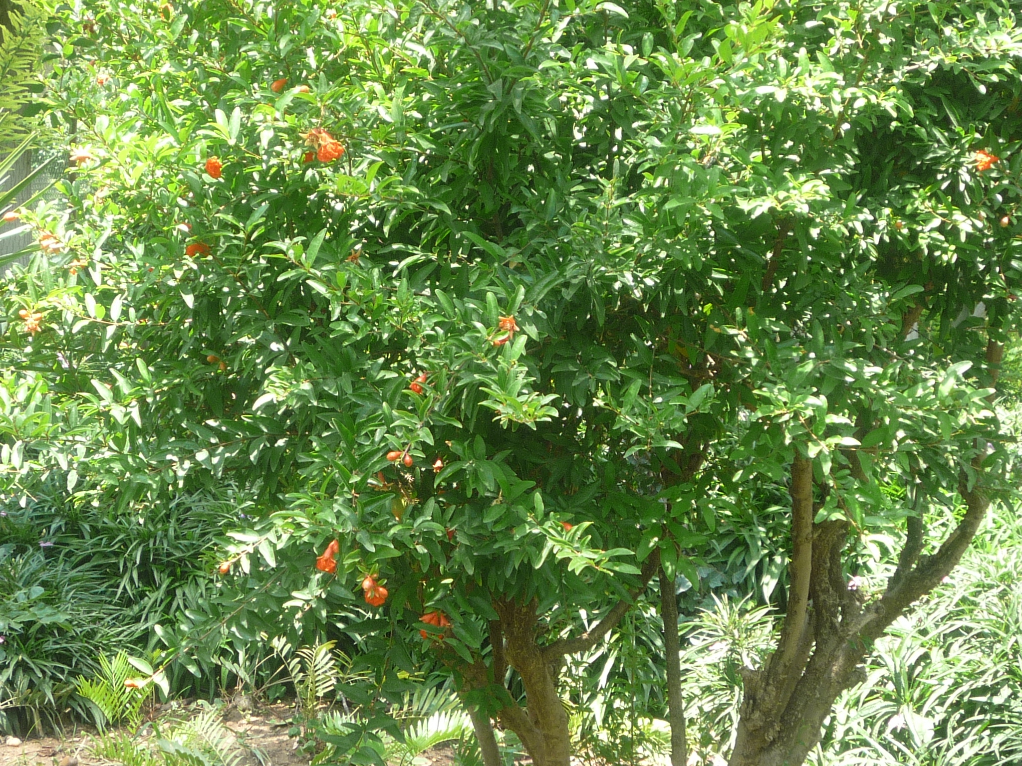 Punica granatum