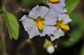 Solanum annuum