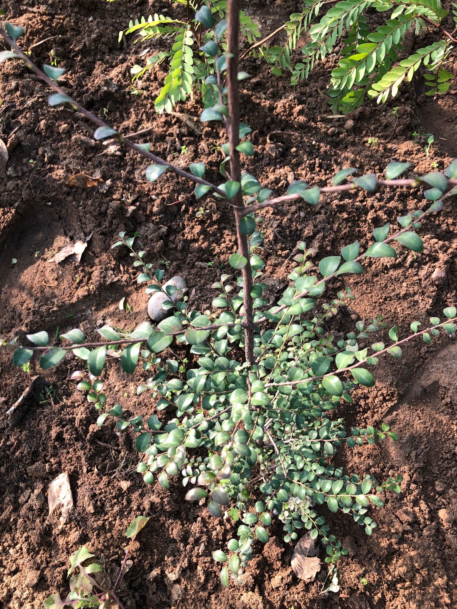 Diospyros vaccinioides