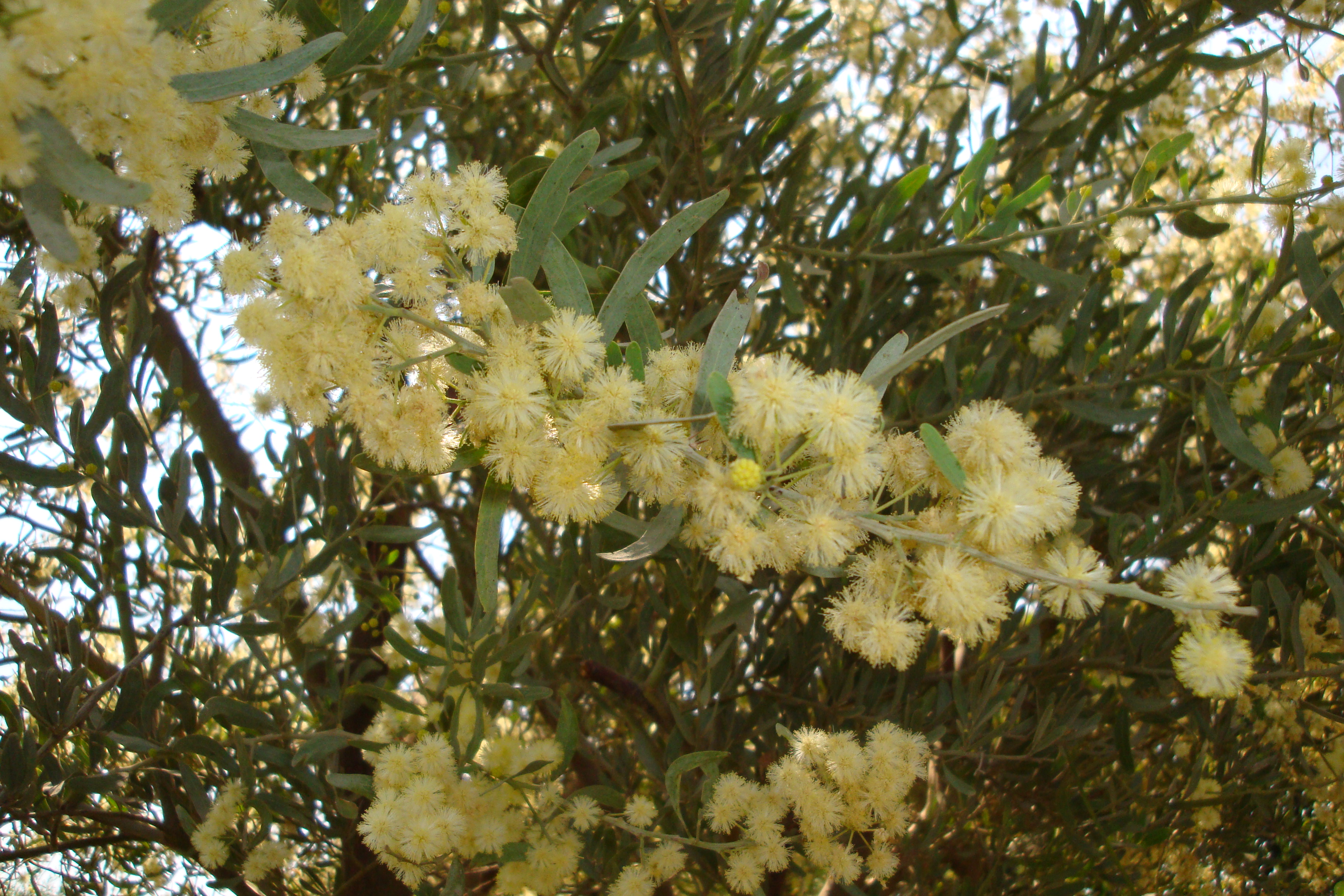 Acacia Victoriae