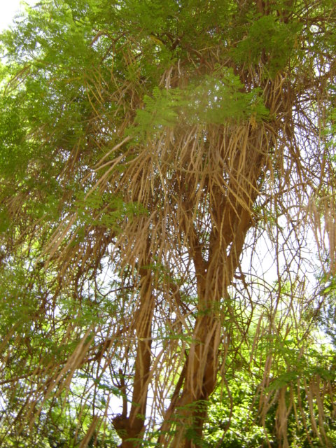 moringa oleifera