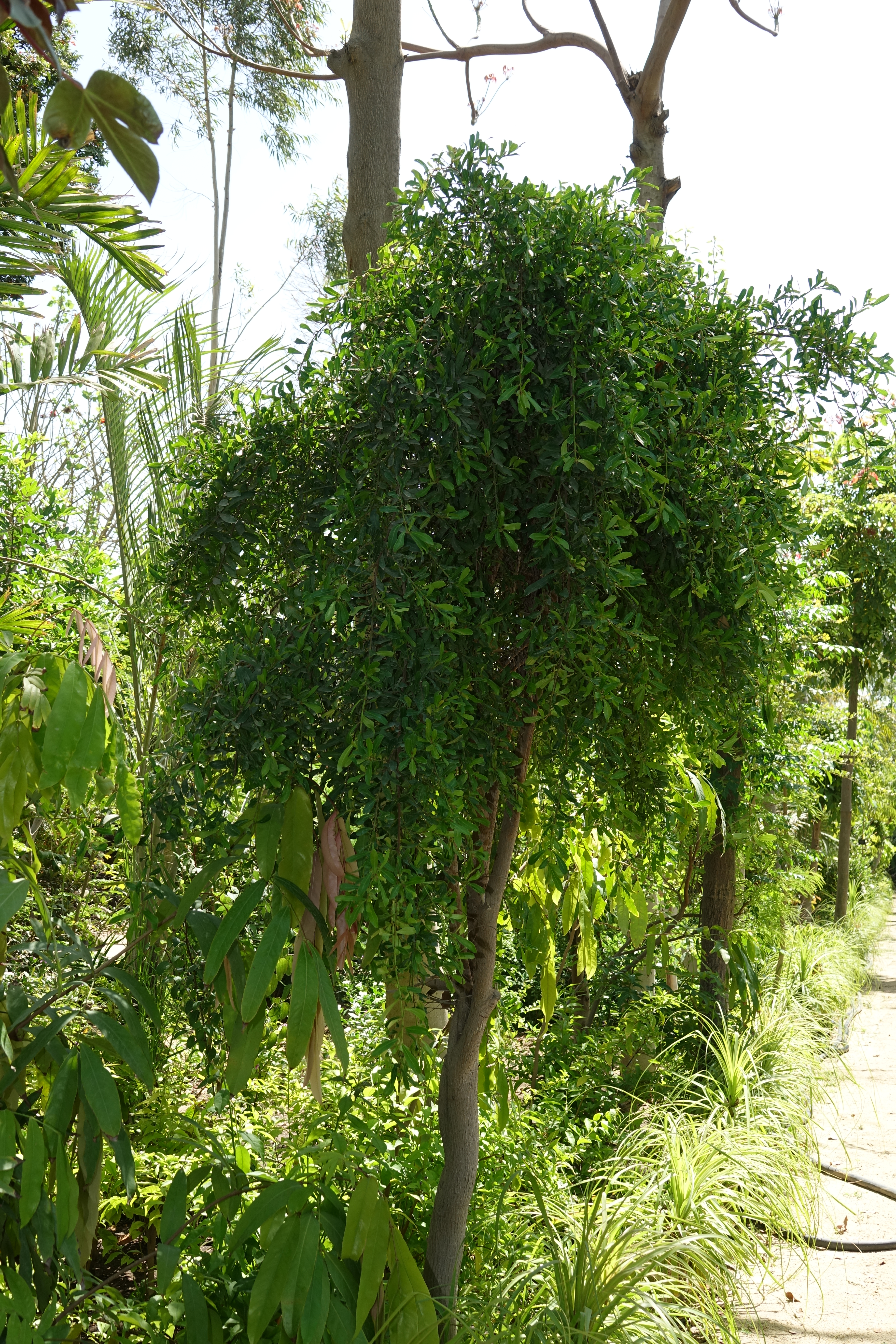 Ficus lingua