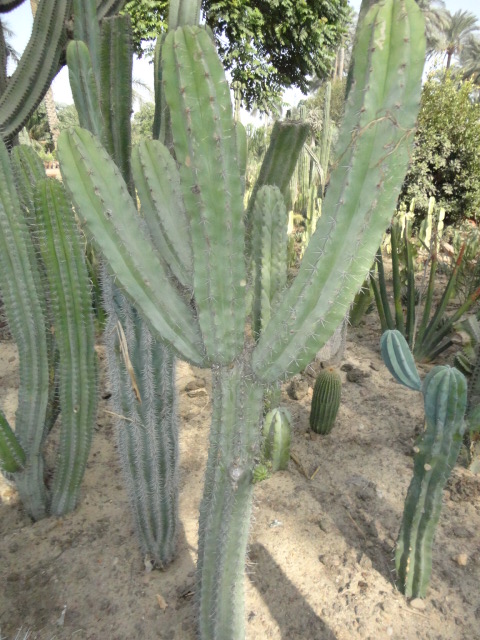 Stenocereus montanus