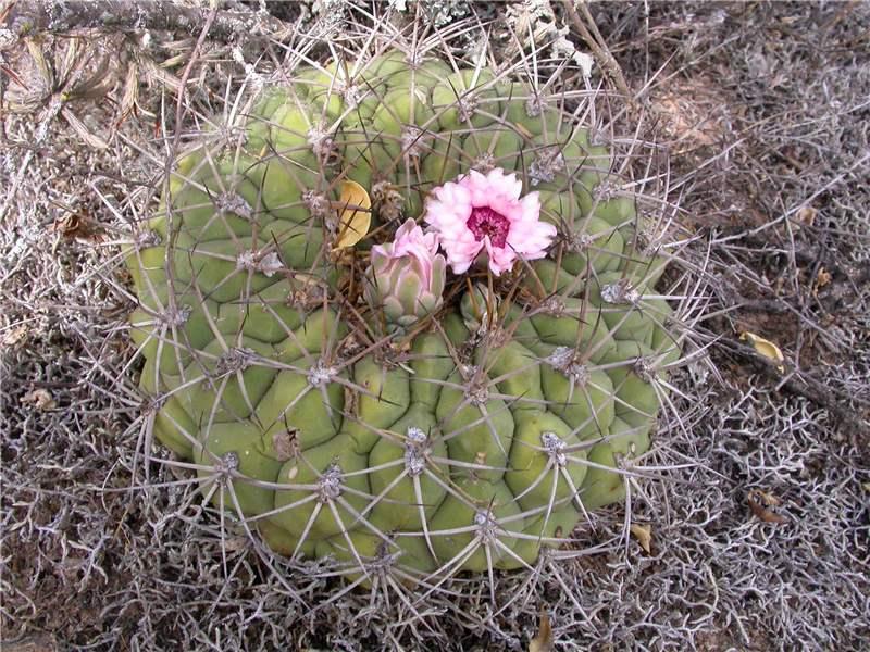 Gymnocalycium pflanzii