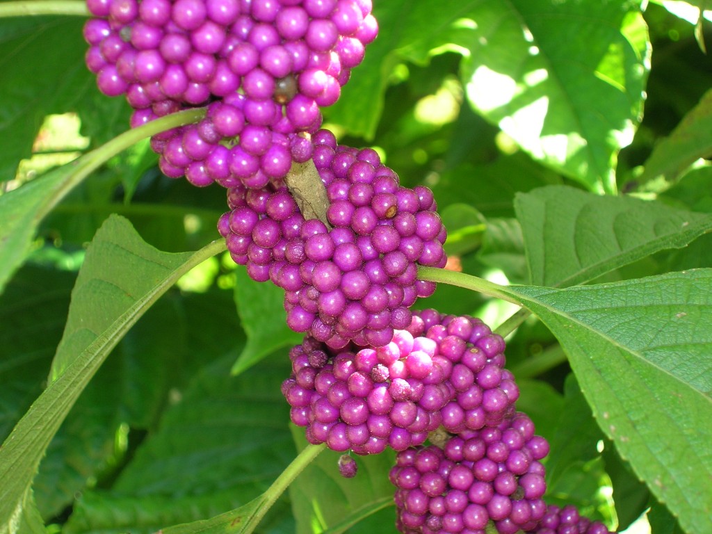 Callicarpa americana