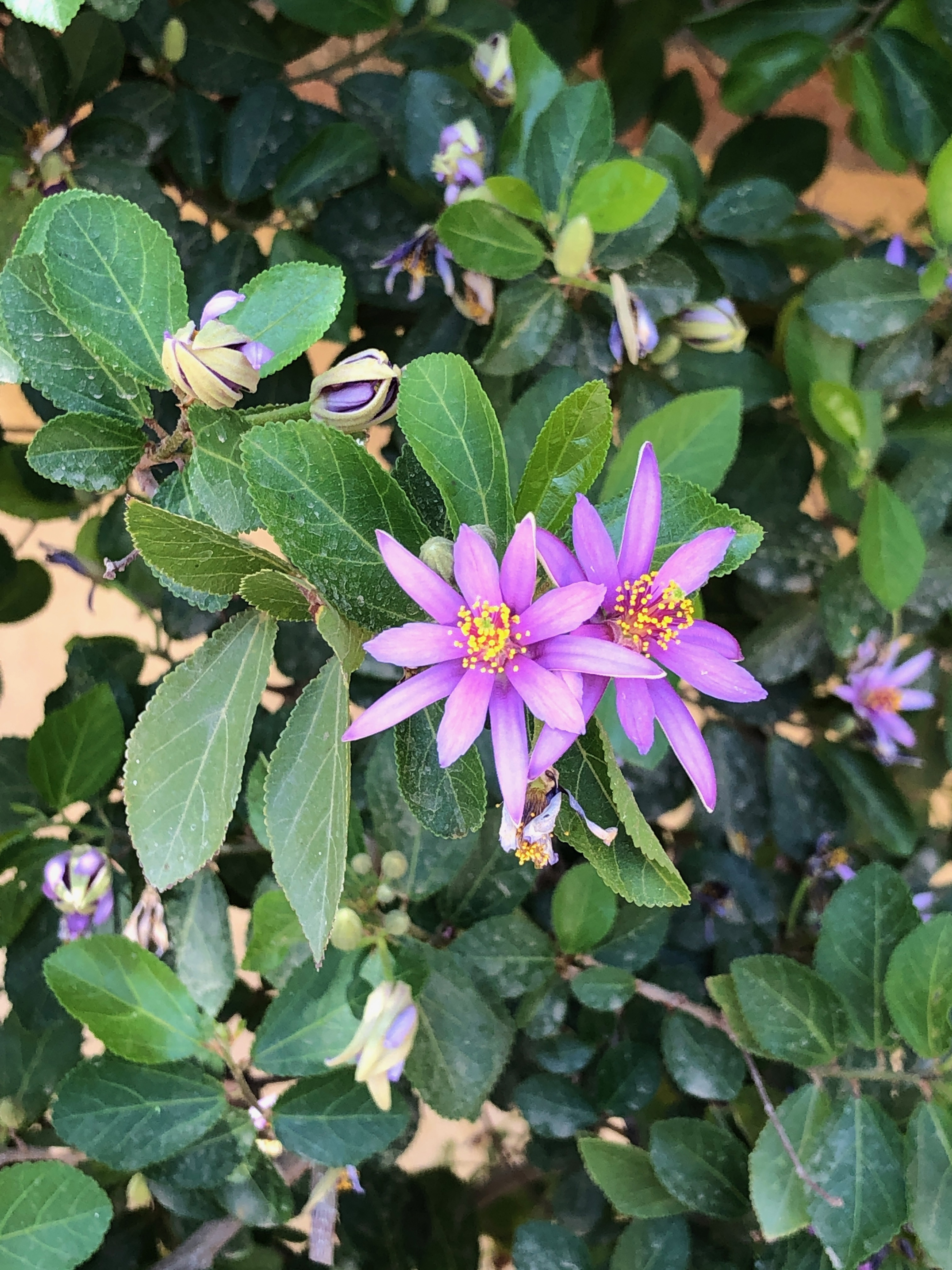 Grewia occidentalis L.