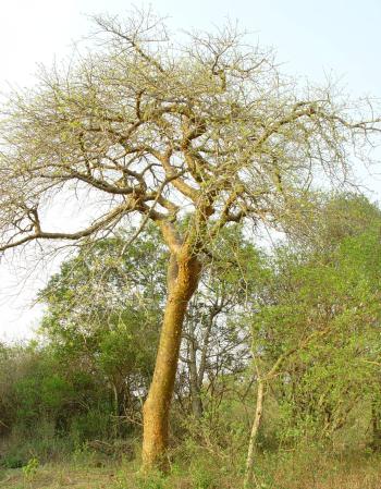 Commiphora harveyi
