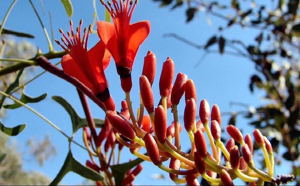 erythrina vespertilio
