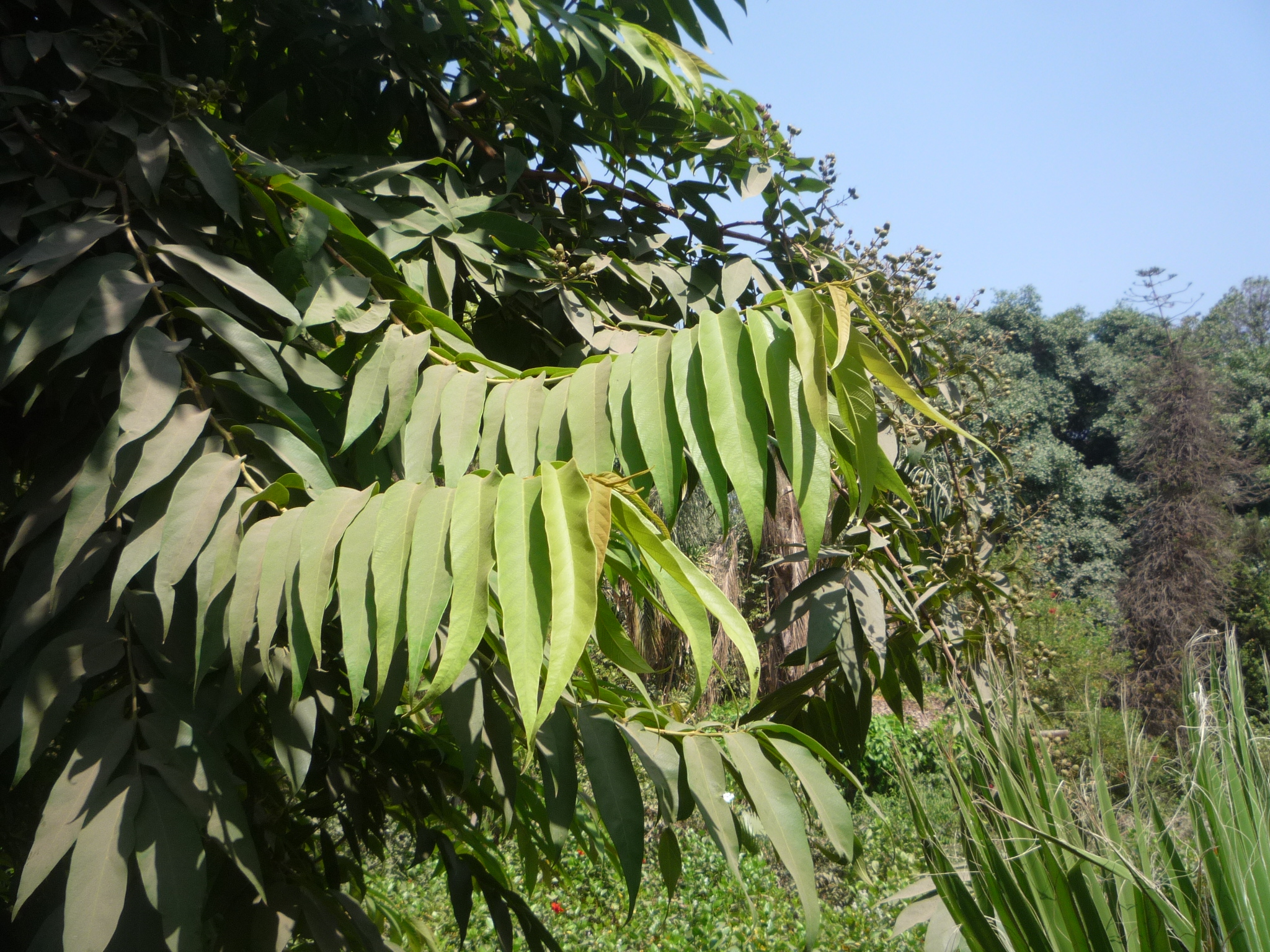 Lagerstroemia tomentosa