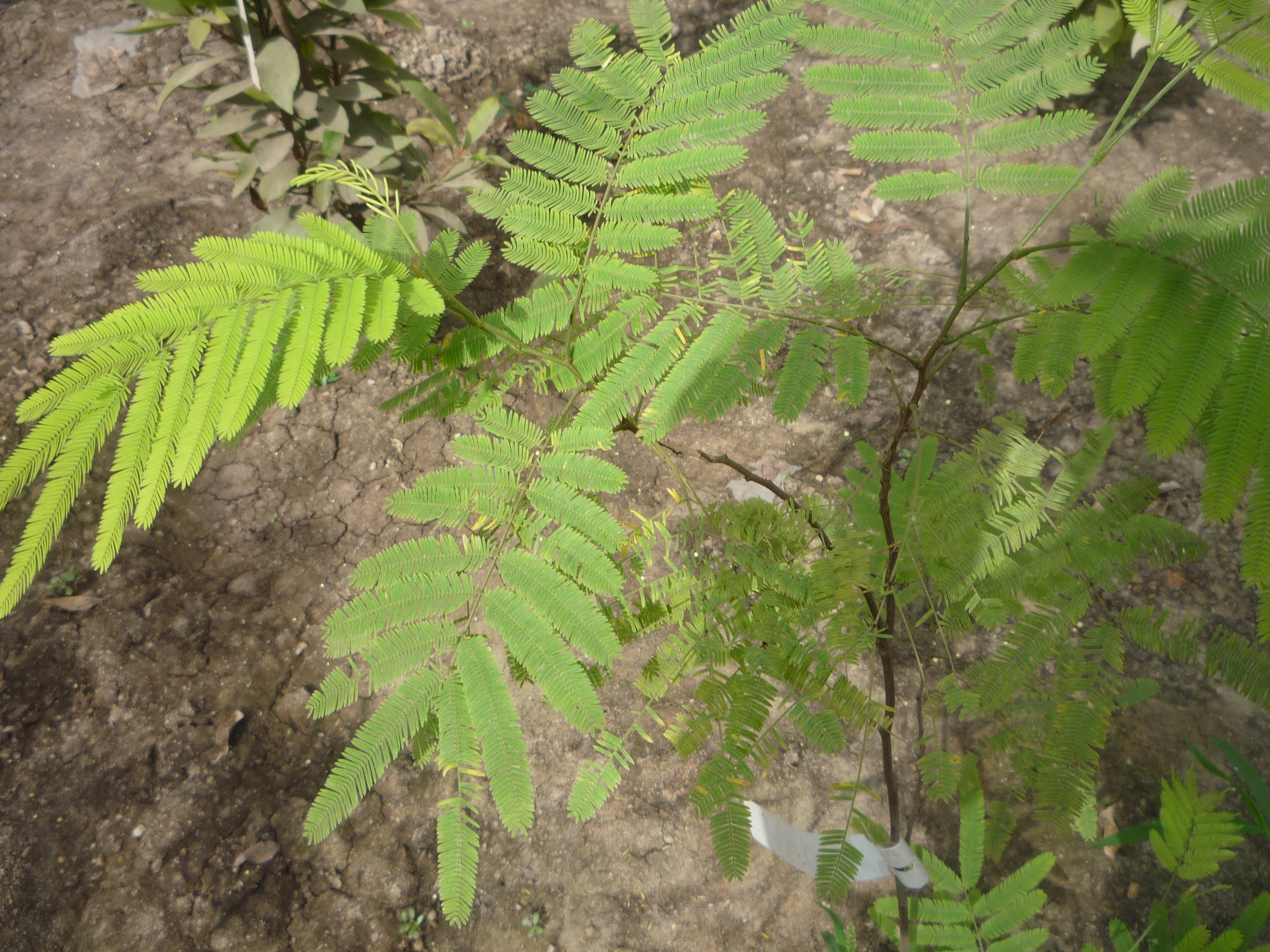 Albizia myriophylla