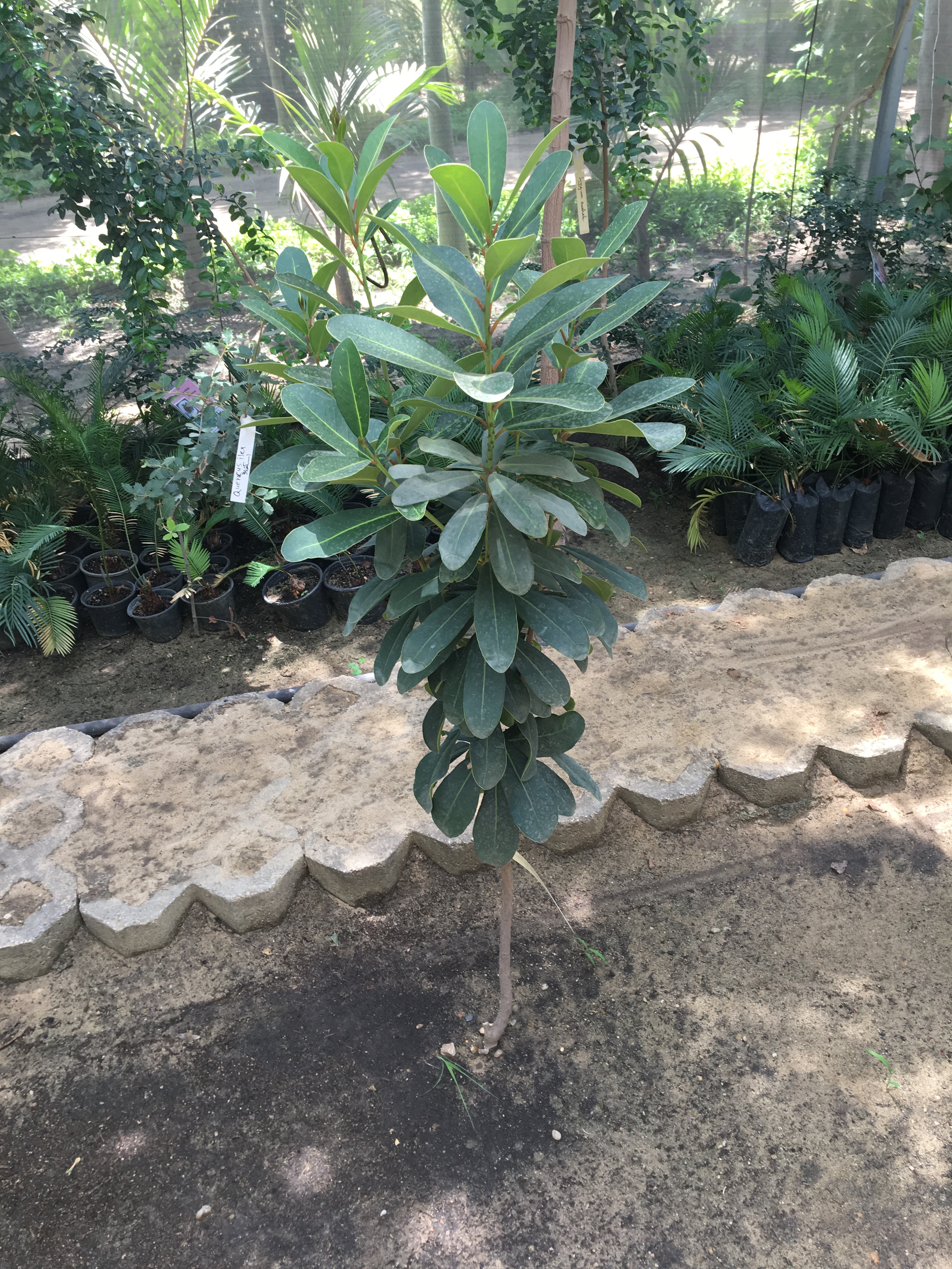 Pittosporum viridiflorum