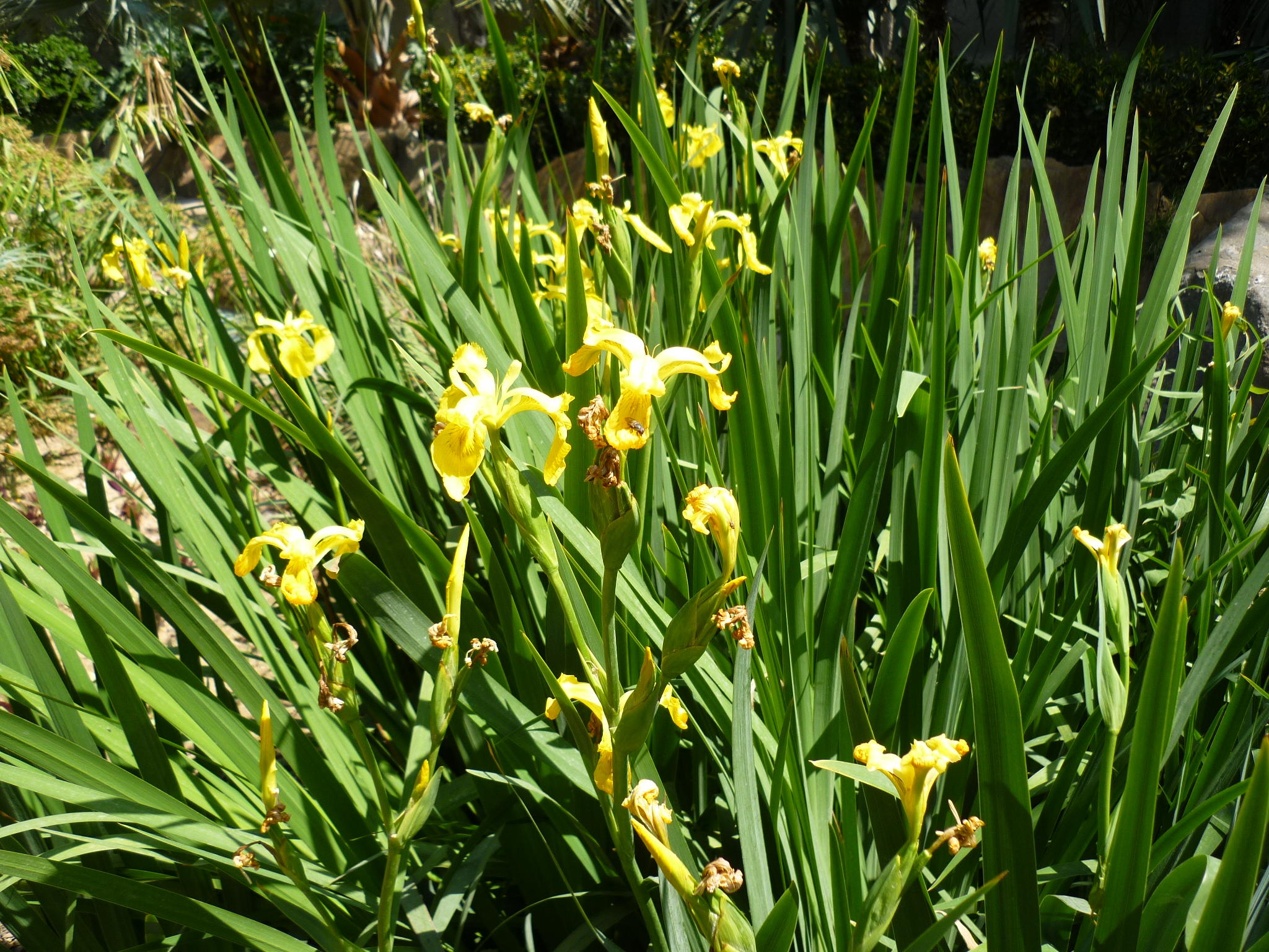 iris pseudacorus
