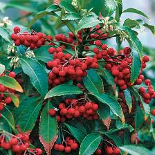 Ardisia crenata