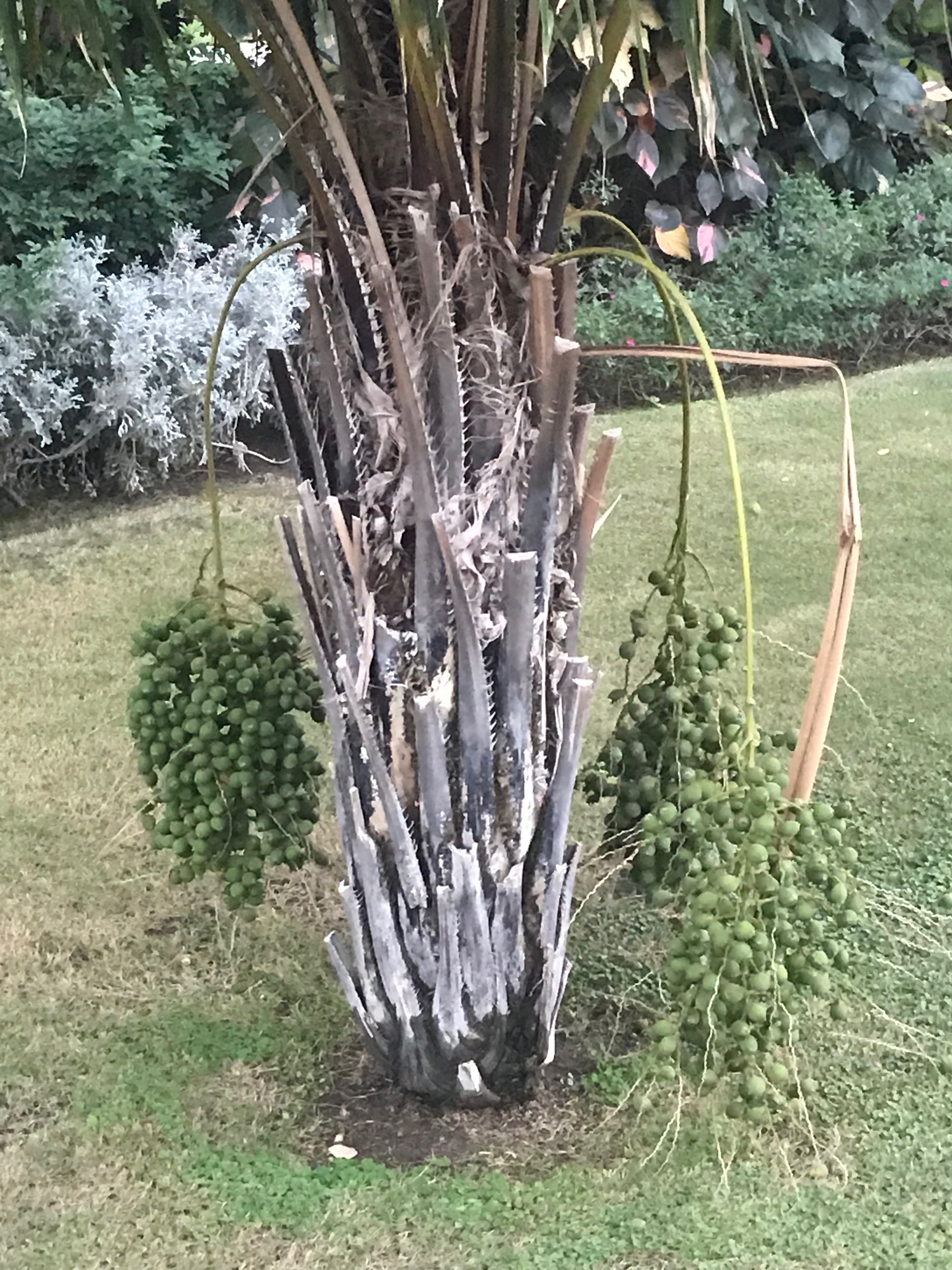 Syagrus schizophylla