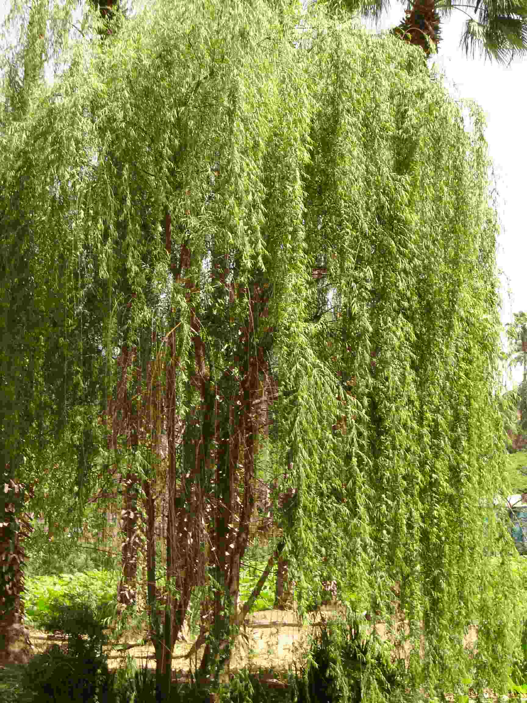 Salix babylonica