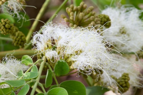 Pseudosamanae guachapele