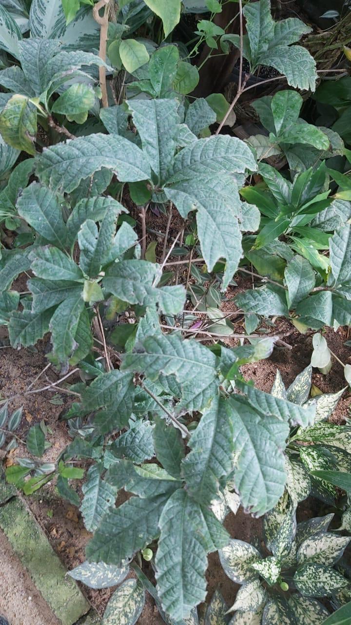 Portlandia grandiflora