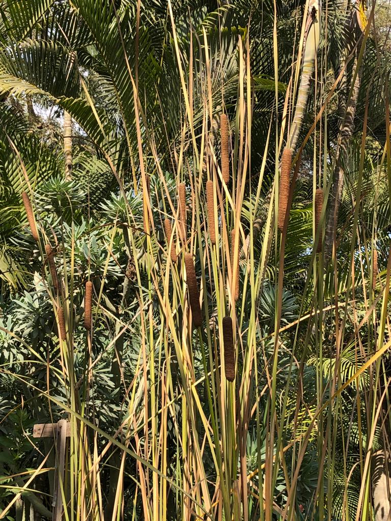 Typha domingensis