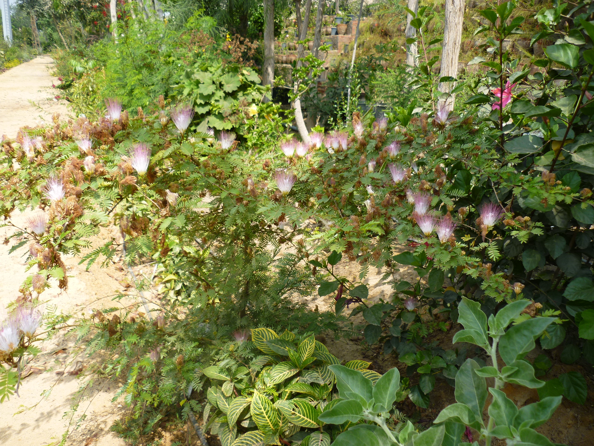 Calliandra surinamensis