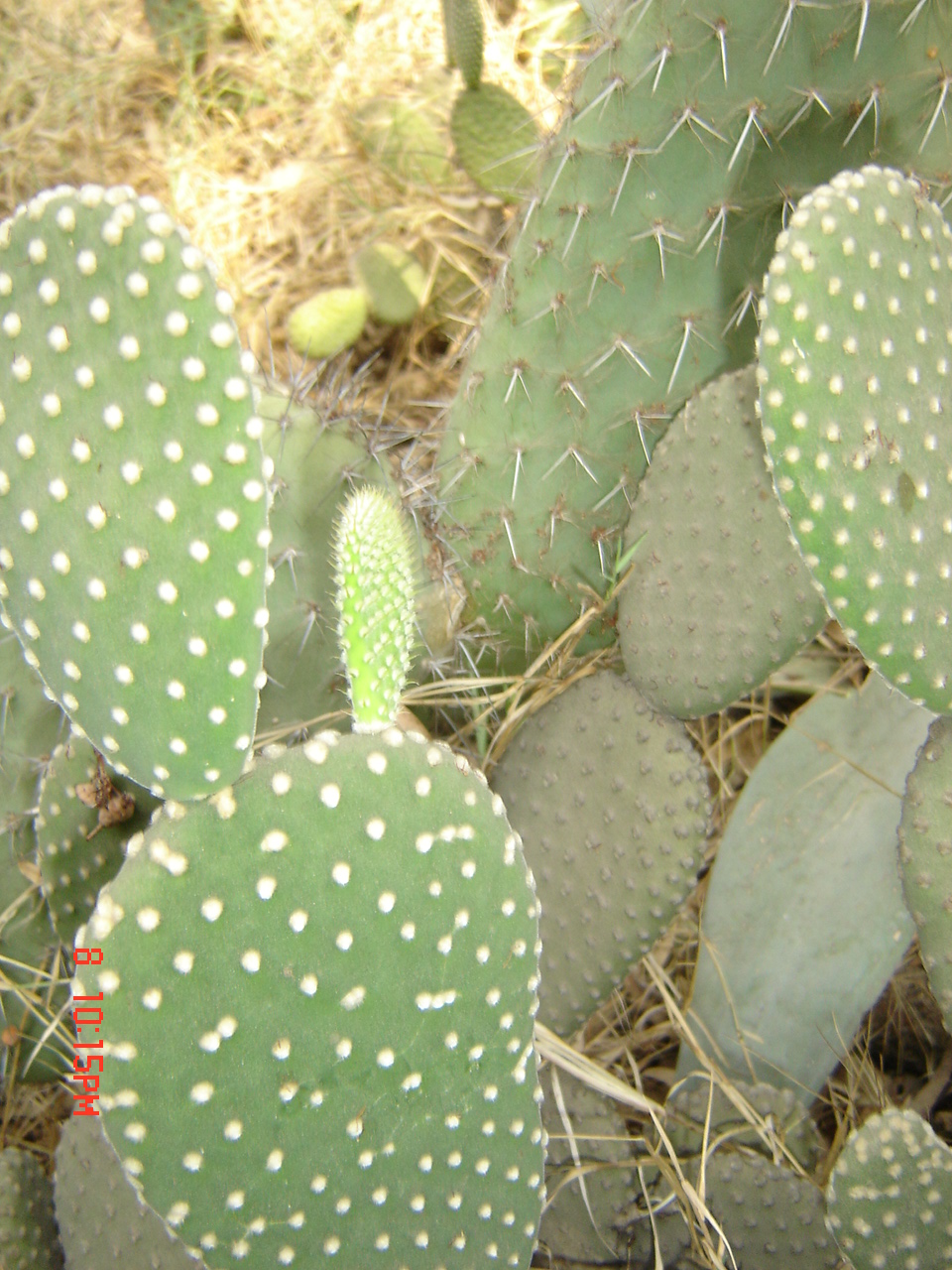 opuntia microdasys