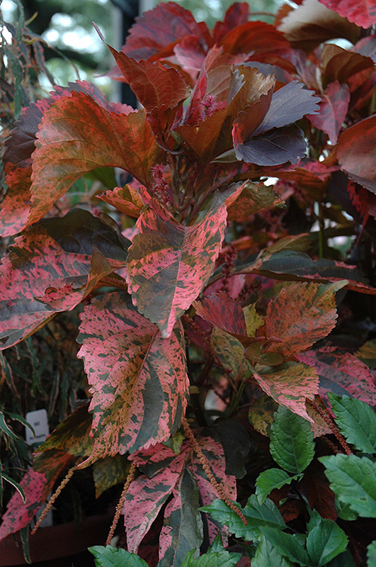 Acalypha wilkesiana
