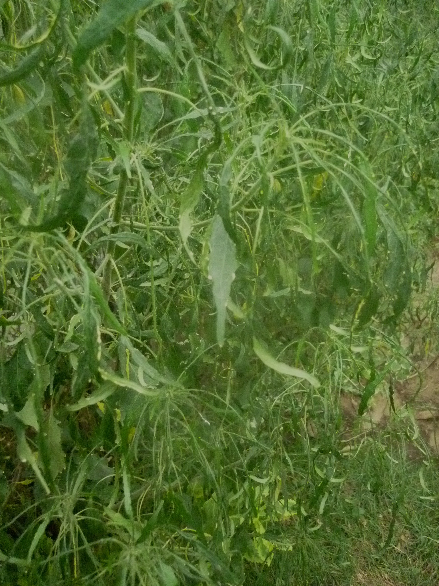 Acalypha godseffiana