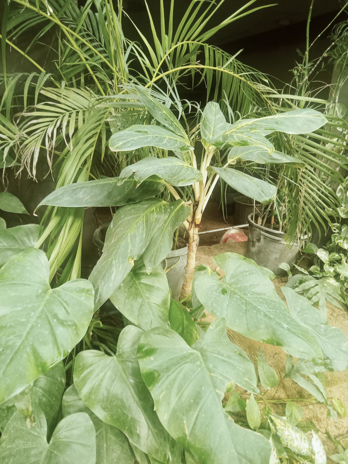 Aglaonema commutatum