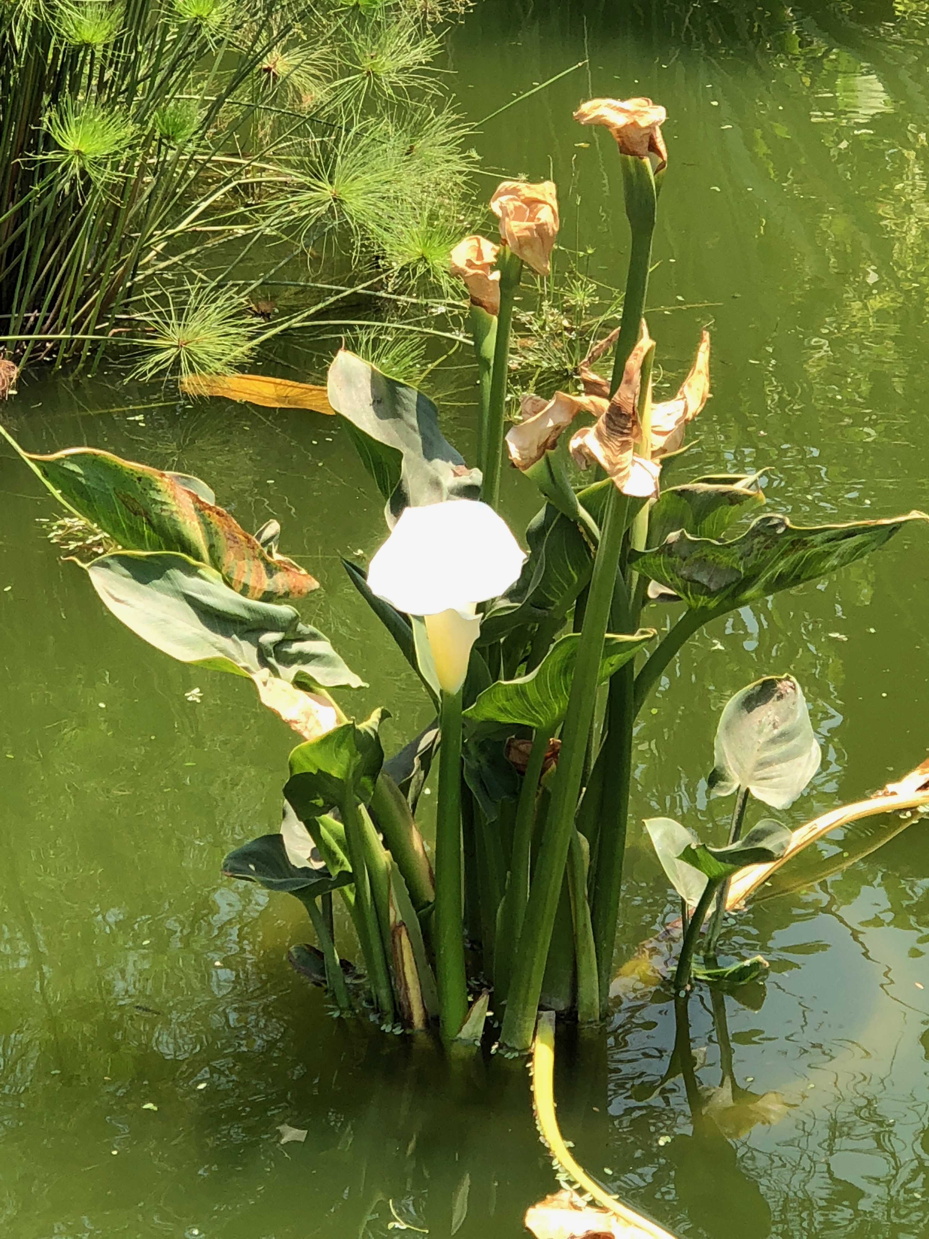 Zantedeschia aethiopica