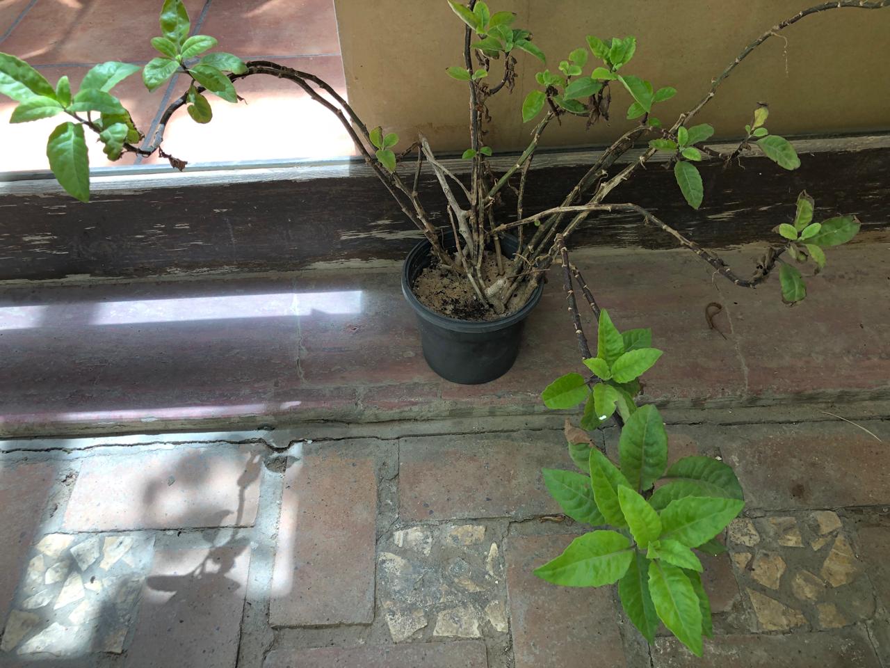 Gynura procumbens