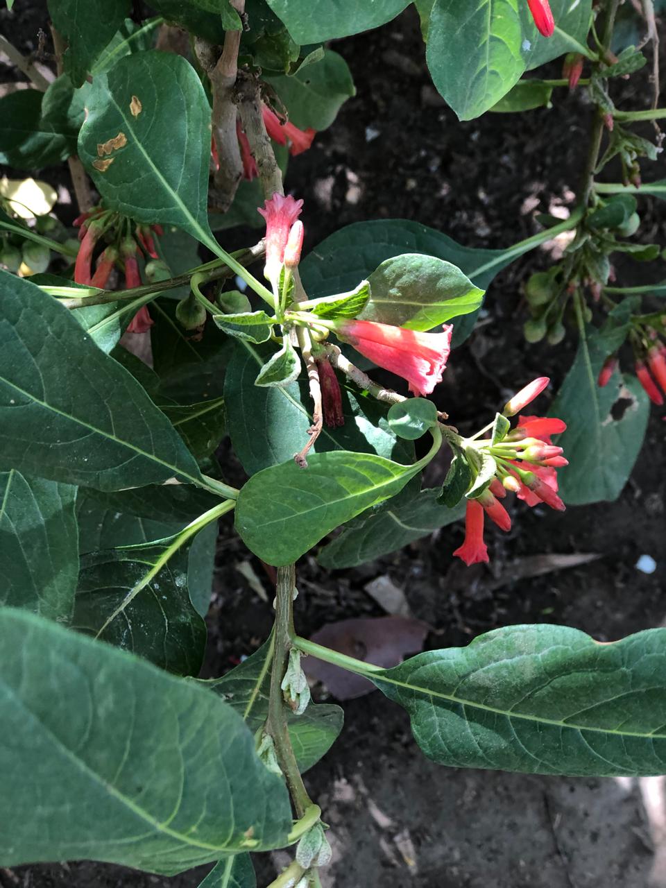 Iochroma fuchsioides