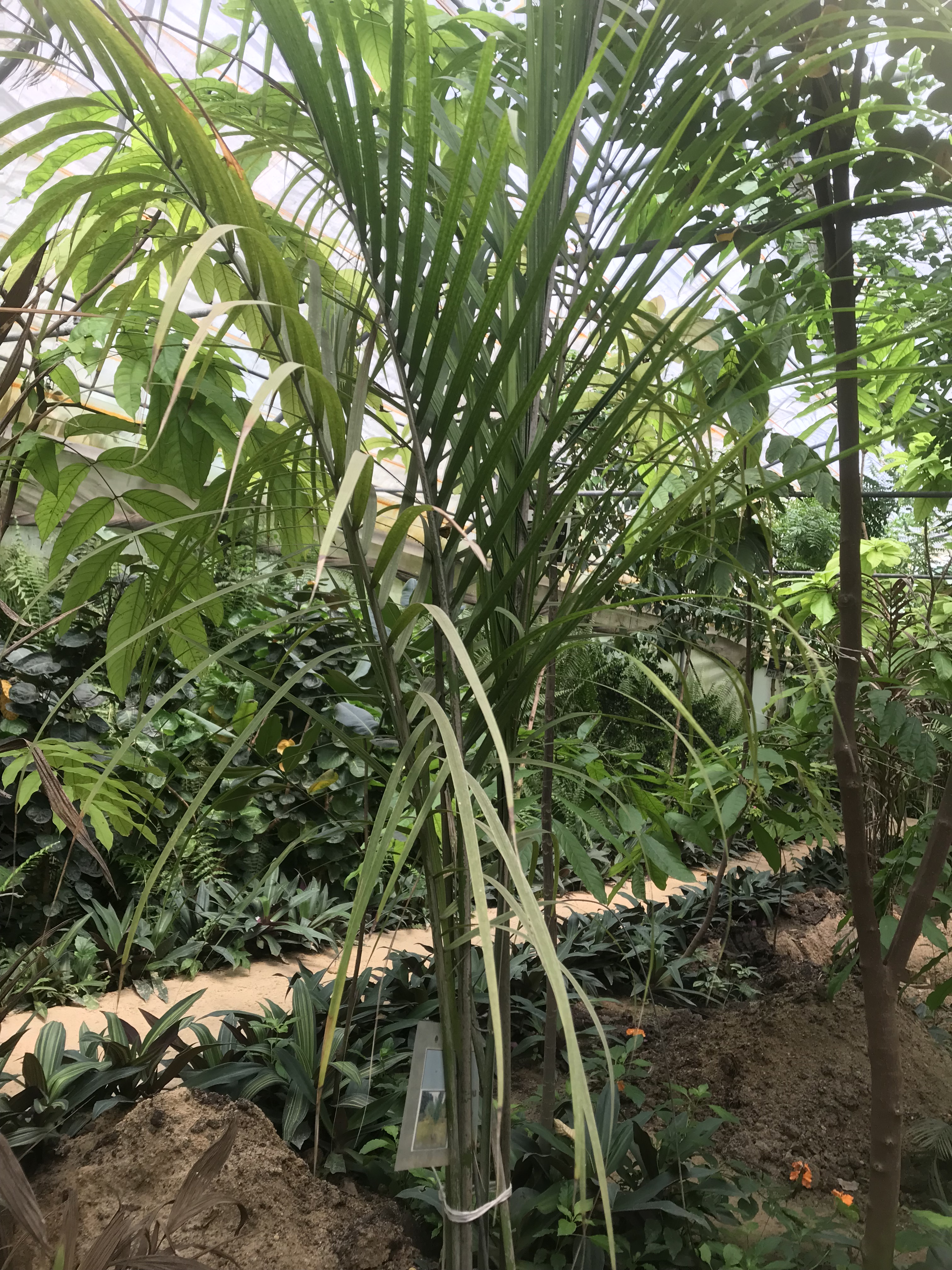 Ravenea glauca