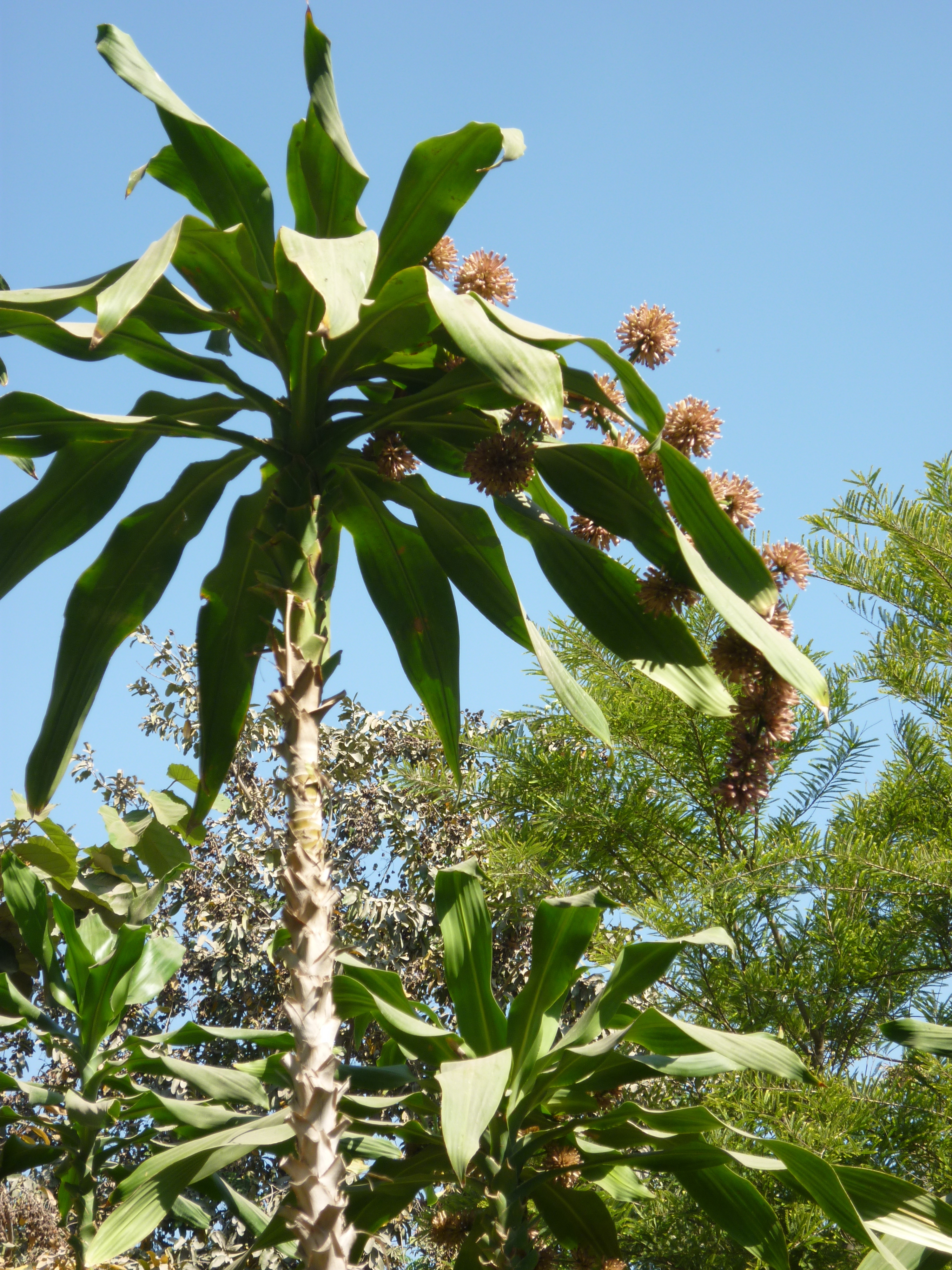 Dracaena fragrans