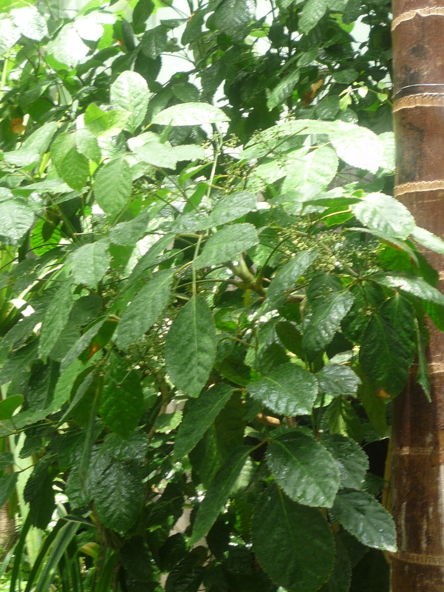 Polyscias paniculata